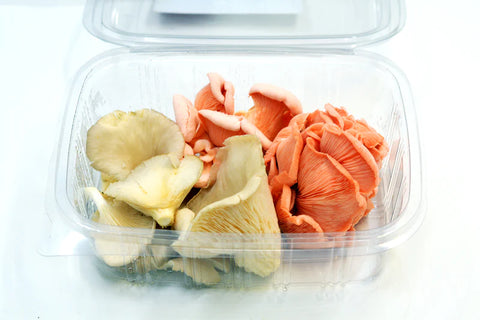 Oyster Mushrooms -Mixed colours 100g