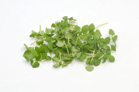 Basil Microgreens 25g