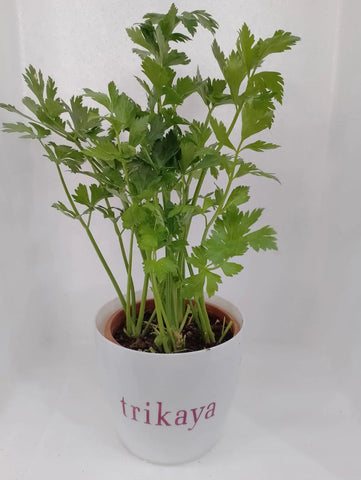 Potted Celery