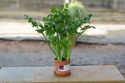 Potted Celery
