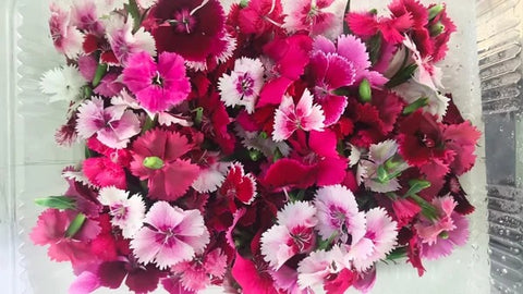 Edible flowers: Dianthus