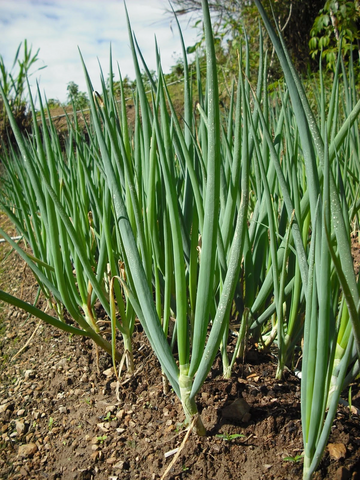 Bunching Onions/Scallions 250g