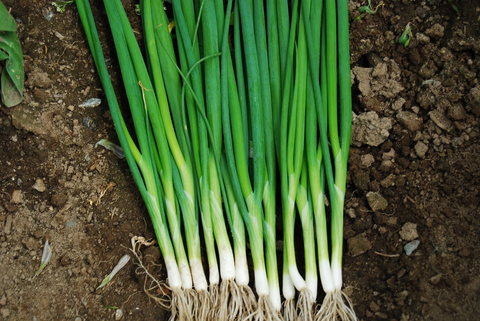 Bunching Onions/Scallions 250g