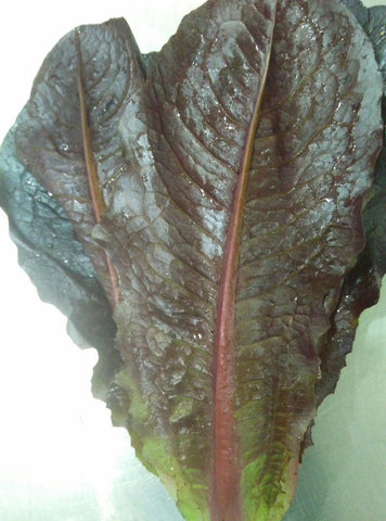 Lettuce Romaine Red 250g