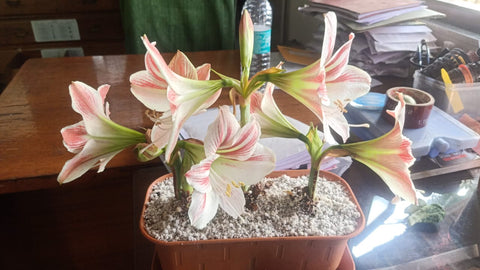 Amaryllis Flower