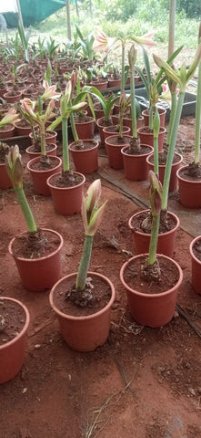 Amaryllis Flower