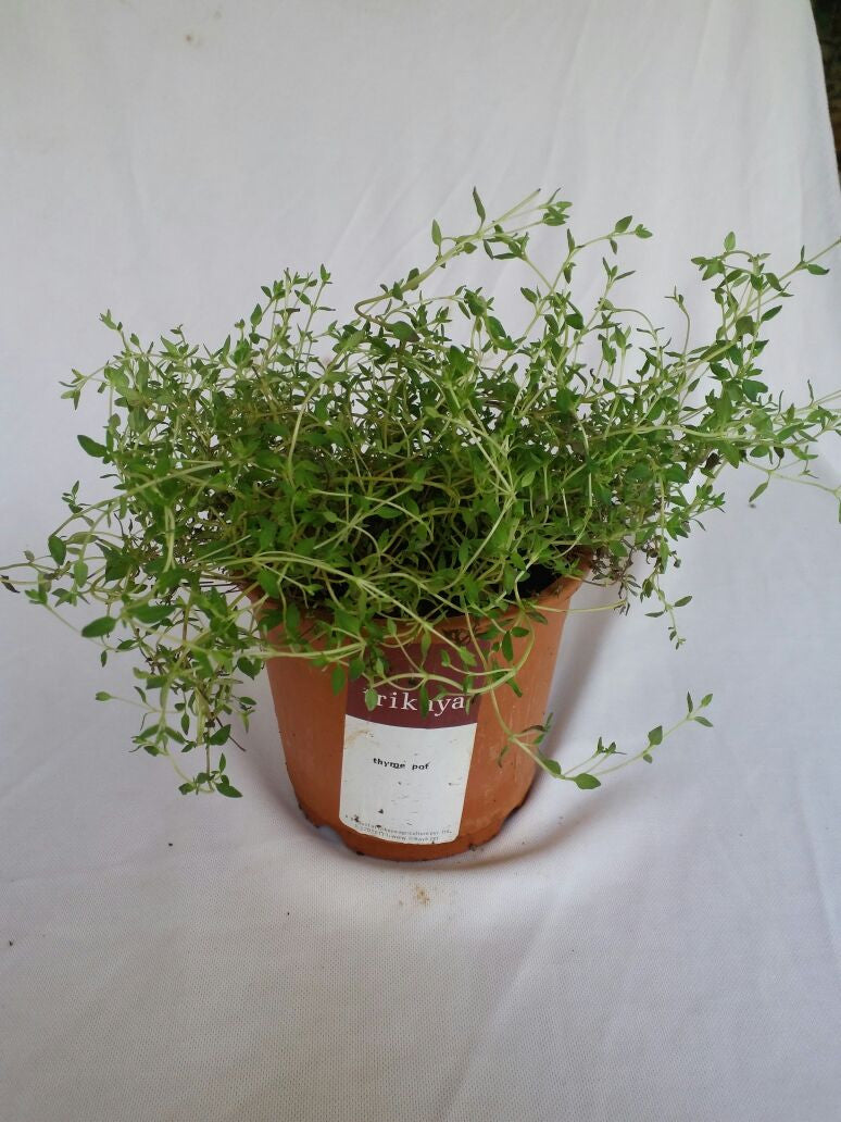 potted thyme plant Potted Thyme