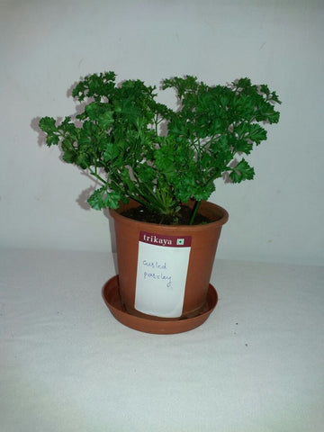 Potted Curled Parsley